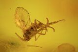 Detailed Fossil Fly (Diptera) In Baltic Amber #58045-1